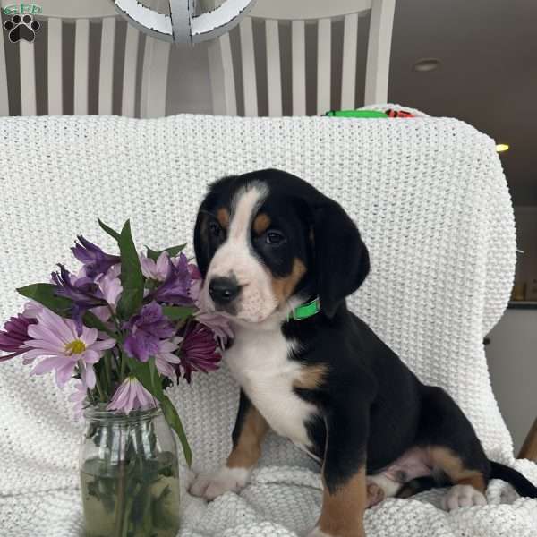 Cooper, Greater Swiss Mountain Dog Puppy